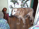 Baron (dog) July 2 2000.jpg (221079 bytes)